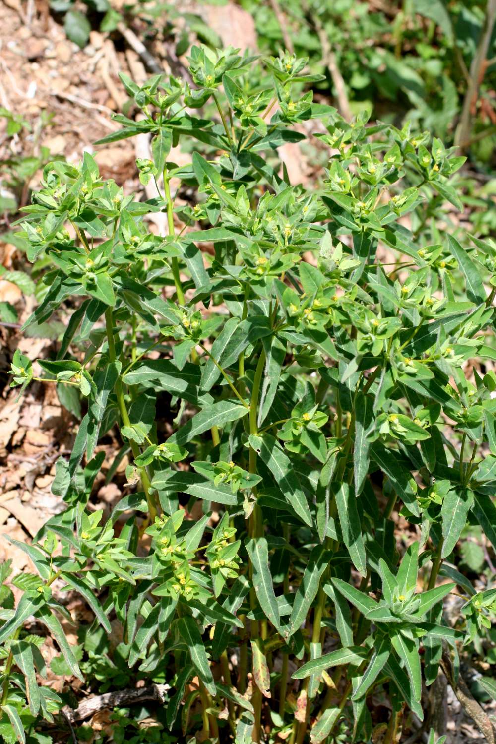 Euphorbia hirsuta / Euforbia pubescente